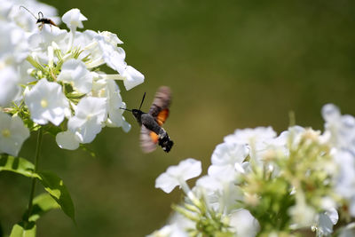 Close-up of bee pollinating on flower