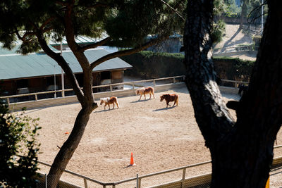 High angle view of pony horses at stable seen through trees