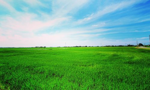 Scenic view of agricultural field against sky