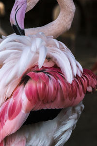 Close-up of a bird