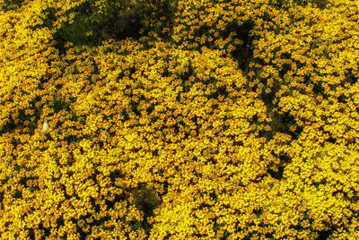 Yellow flowers growing in forest