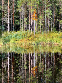 Scenic view of lake in forest