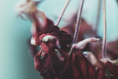 Close-up of flower hanging on rope
