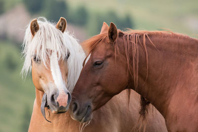 Horses couple portrait, south tyrol, italy