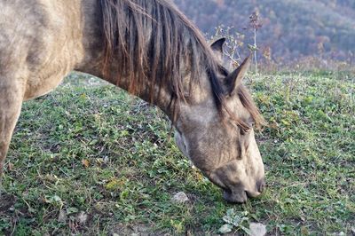 Side view of horse grazing on field