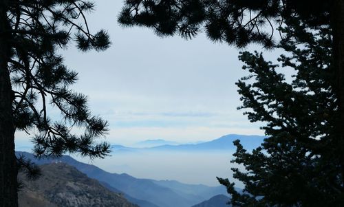 Foggy mountains surrounded by pine trees