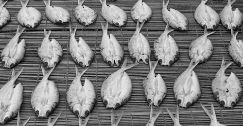 High angle view of birds on the wall