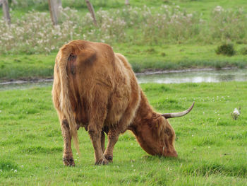 Mighty cows in westphalia