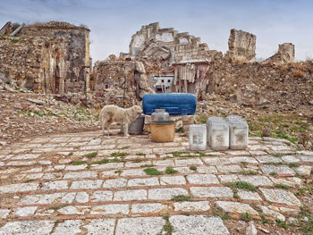 Dog by drums and containers against abandoned houses