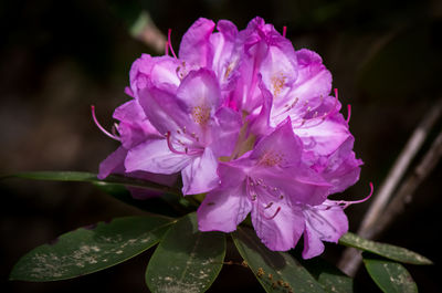 Close-up of pink rose flower