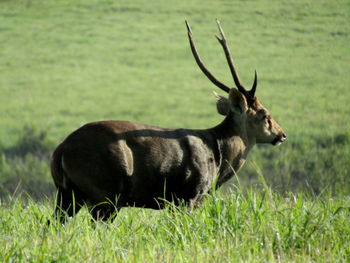 Side view of deer on field