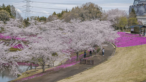 View of cherry blossom from road