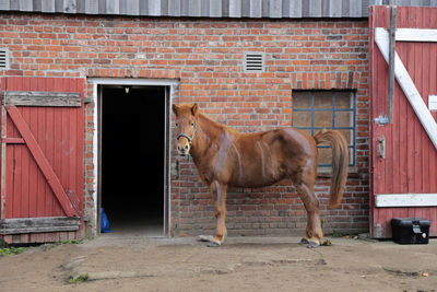 Horse standing against old house