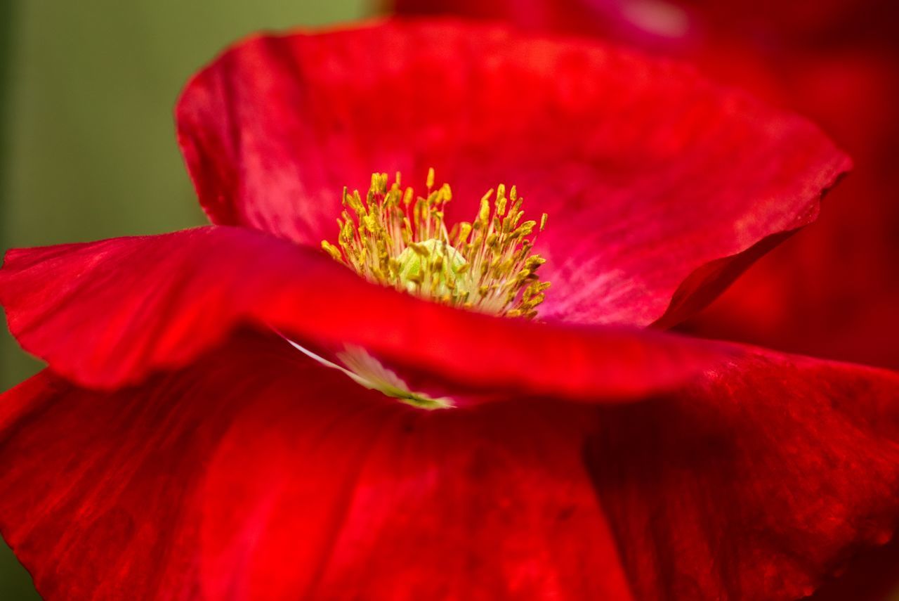 CLOSE-UP OF RED FLOWERING PLANT