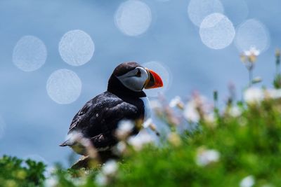 Close-up of bird against blurred background