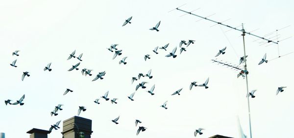 Low angle view of birds flying in sky