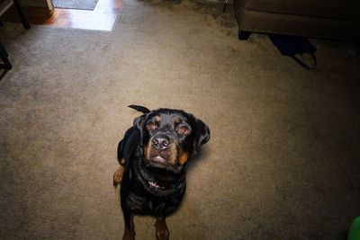 High angle portrait of dog standing on floor