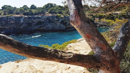 Driftwood on tree trunk by sea