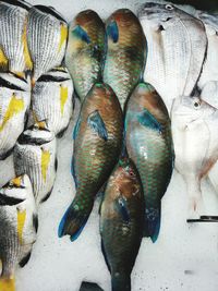 High angle view of fish for sale in market
