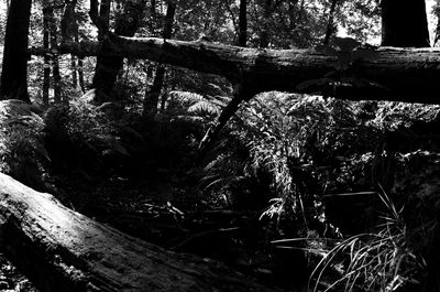 Close-up of tree trunk in forest
