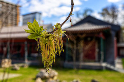 Close-up of flowering plant