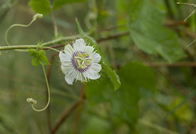 Close-up of white flowering plant
