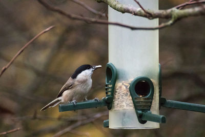 Close-up of bird perching on metal feeder