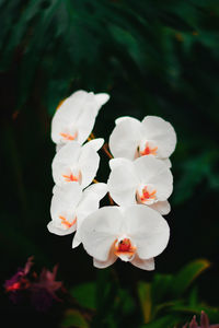 Close-up of white flowering plant