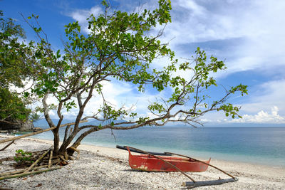 Outrigger boat moored at sea shore by tree against sky
