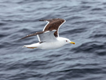 Seagull flying over sea