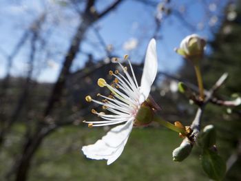 Close-up of white flowers