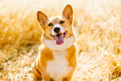 Portrait of dog sticking out tongue