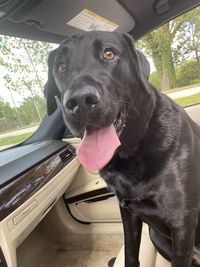 Black dog in car