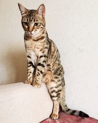 Portrait of cat sitting against wall