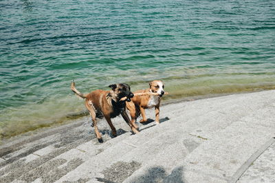 High angle view of dogs playing on beach