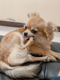 Portrait of dog looking away