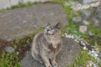 High angle view of cat on field