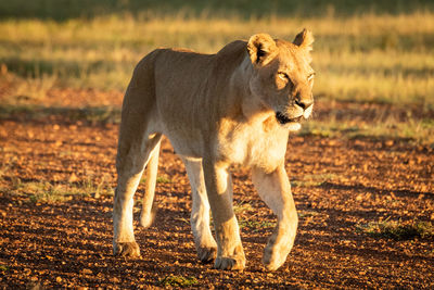 Lioness walking down sandy track with cub