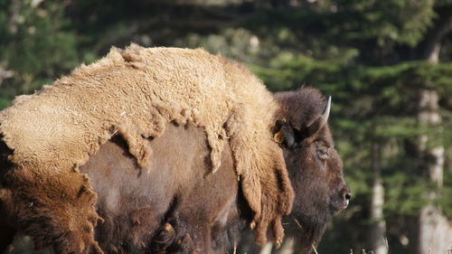 Close-up of american bison