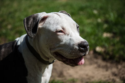 Close-up of dog looking away