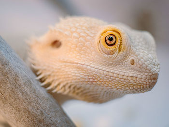 Close-up of lizard