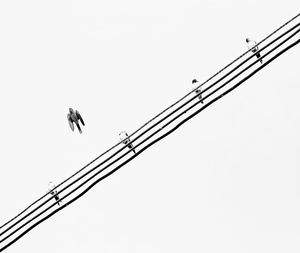 Low angle view of birds perching on cable against clear sky