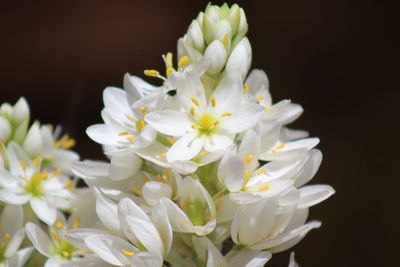 Close-up of white flowers against black background