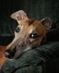 Close-up portrait of dog relaxing at home