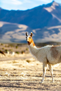 Giraffe standing on land