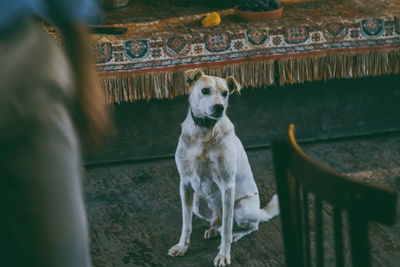Portrait of dog looking away outdoors