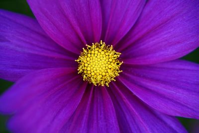 Close-up of purple flower