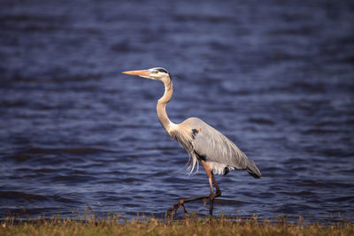 Large wading great blue heron ardea herodias wading bird at myakka state park in sarasota, florida