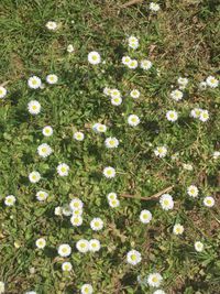 High angle view of white daisy flowers on field