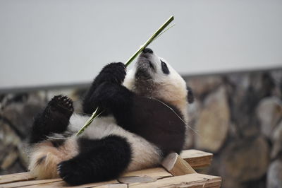 Close-up of an animal on wood